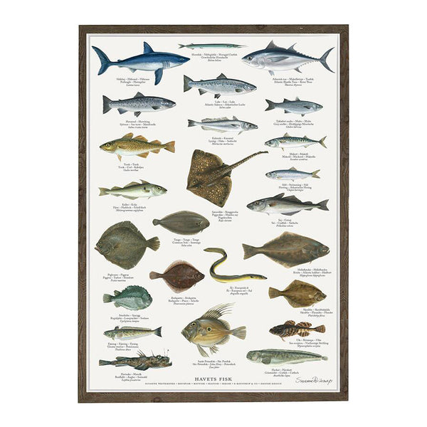 Plakat A2 - Koustrup & Co. - Havets fisk