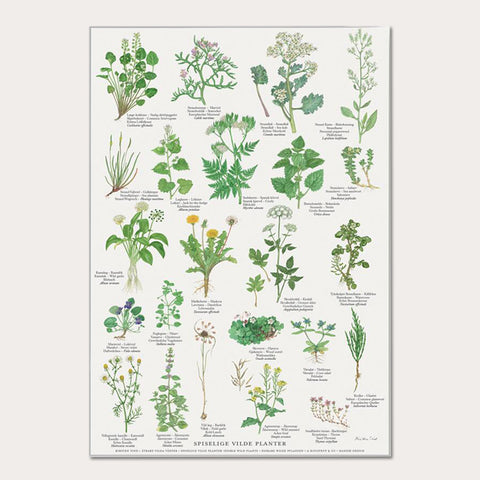 Plakat A2 - Koustrup & Co. - Spiselige vilde planter