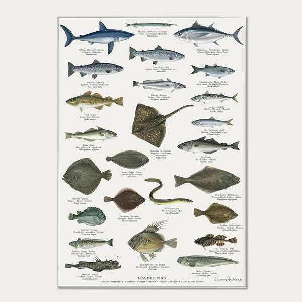 Plakat A2 - Koustrup & Co. - Havets fisk