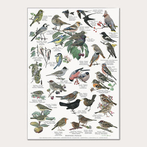 Plakat A2 - Koustrup & Co. - Havens fugle