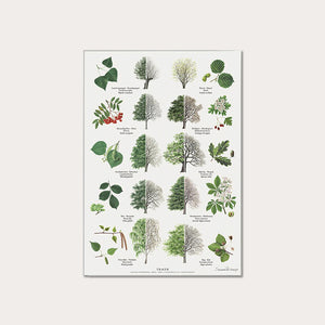 Plakat A4 - Koustrup & Co. - Træer