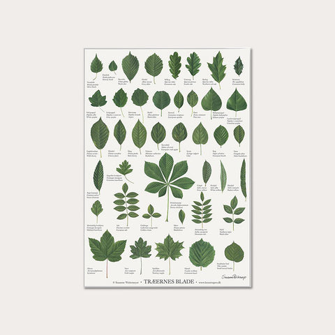 Plakat A4 - Koustrup & Co. - Træers blade