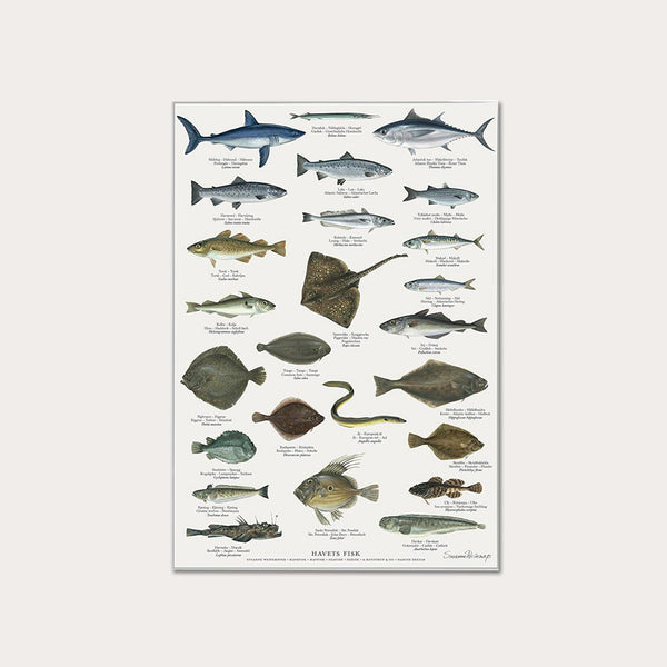 Plakat A4 - Koustrup & Co. - Havets fisk