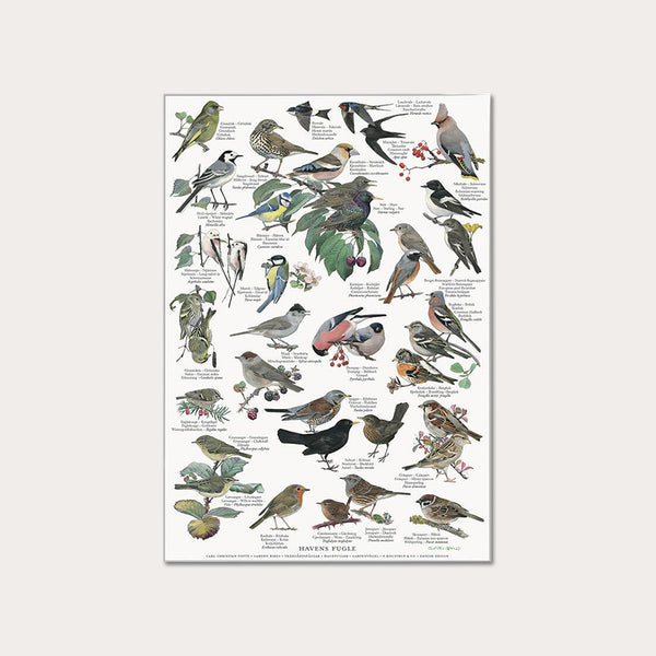 Plakat A4 - Koustrup & Co. - Havens fugle