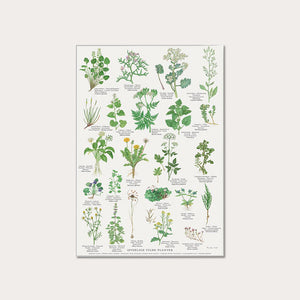 Plakat A4 - Koustrup & Co. - Spiselige vilde planter